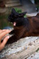 ein schwarz Katze auf ein Zement Zaun auf ein Sommer- Tag foto