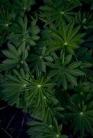 Textur von Lupine Blätter im Regentropfen, Smartphone Hintergrund foto