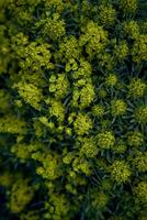 Euphorbia cyparissias Textur, Hintergrund foto