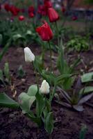 ein bunt Tulpen nach das Regen im das Frühling Garten foto