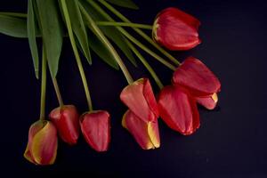 rot und Gelb Tulpen auf ein schwarz Hintergrund foto