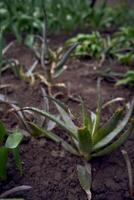 ein Topf von Aloe ist gepflanzt im das Boden Nächster zu Tulpen foto