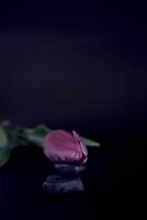 mehrfarbig Tulpen auf ein schwarz Hintergrund im ein minimalistisch Stil foto