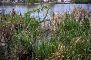 wild Blumen auf das Fluss Bank foto