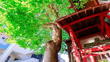 hatsudai sause Inari Daimyojin, ein Schrein gelegen im Hatsudai, Shibuya-ku, Tokio, Japan es ist gelegen oben ein hügel, im ein Wohn Bereich, Nächster zu das hatsudai Kinder- Amüsement Park. foto