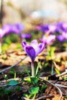 lila Krokus wachsend im ein alt Wald im trocken Blätter. Krokusse. Wiederherstellung von Land. foto