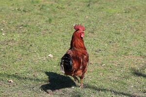 das rot Hahn singt auf das Stumpf. Konzept es ist Zeit zu schwach oben aufwachen hoch. inländisch Hahn Porträt im das Schlamm im das Garten foto