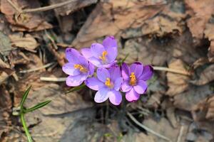 lila Krokus wachsend im ein alt Wald im trocken Blätter. Krokusse. Wiederherstellung von Land. foto