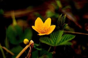 Sumpf Ringelblumen. Gelb Blumen im Makro. foto