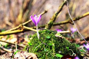 ein lila Krokus wächst im ein alt Wald unter Grün Moos. Salbei. Wiederherstellung von Land. foto