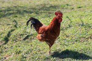 das rot Hahn singt auf das Stumpf. Konzept es ist Zeit zu schwach oben aufwachen hoch. inländisch Hahn Porträt im das Schlamm im das Garten foto