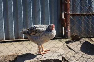 einer Hähnchen im das Foto. kostenlos Angebot Hühner picken im das Gras, suchen zum Essen auf ein sonnig Tag. Zuhause Bauernhof. inländisch Hühner. Sommer- Tag auf das Bauernhof. Porträt von ein Hähnchen. foto