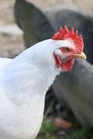 einer Hähnchen im das Foto. kostenlos Angebot Hühner picken im das Gras, suchen zum Essen auf ein sonnig Tag. Zuhause Bauernhof. inländisch Hühner. Sommer- Tag auf das Bauernhof. Porträt von ein Hähnchen. foto