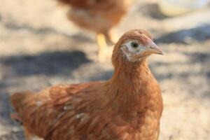 einer Hähnchen im das Foto. kostenlos Angebot Hühner picken im das Gras, suchen zum Essen auf ein sonnig Tag. Zuhause Bauernhof. inländisch Hühner. Sommer- Tag auf das Bauernhof. Porträt von ein Hähnchen. foto