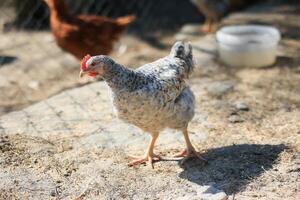 einer Hähnchen im das Foto. kostenlos Angebot Hühner picken im das Gras, suchen zum Essen auf ein sonnig Tag. Zuhause Bauernhof. inländisch Hühner. Sommer- Tag auf das Bauernhof. Porträt von ein Hähnchen. foto