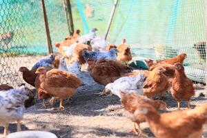 ein Gruppe von jung Hühner und grau, Weiss, rot Hähne sind Gehen im das Dorf Hof, picken beim Lebensmittel. Hühner hinter ein Zaun picken beim Essen draußen auf ein Sommer- Tag. foto