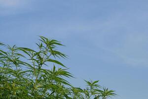 Nahansicht von Cannabis Blätter schwankend im das Wind mit ein Himmel Hintergrund. das Textur von Marihuana Blätter. Konzept von Cannabis Plantage zum medica foto