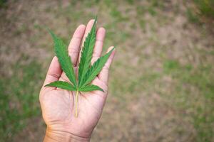 Nahansicht von Frau Hand hat Cannabis Blatt auf Hand beim das draussen Bauernhof. das Textur von Marihuana Blätter. Konzept von Cannabis Plantage zum medizinisch foto