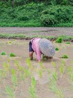 jung Frau Bauern Kurve Nieder zum sind Reis Pflanzen auf das Paddy Reis Ackerland. im nördlich, Thailand im das regnerisch Jahreszeit, Bauern Start kultivieren Reis Pflanzen im das Reis Paddy Feld foto
