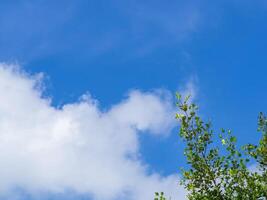 Baum mit Blätter auf Blau Himmel Hintergrund. Raum zum Text foto