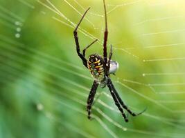 Spinne auf das Ballaststoff foto