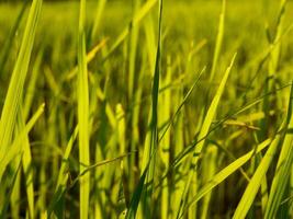 Reis Feld im das Morgen. foto