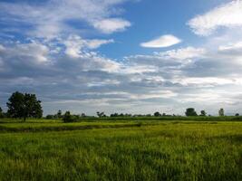 Grün Reis Feld und schön Natur. foto