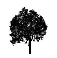 Baum Silhouette zum Bürste auf Weiß Hintergrund. foto