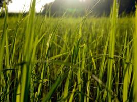 Reis Feld im das Morgen. foto