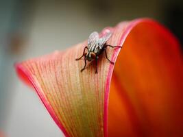 Makro Fotografie von Schlag fliegen foto