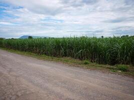 Zuckerrohrplantagen, die landwirtschaftliche tropische Pflanze in Thailand. foto