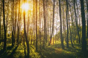 Sonnenuntergang oder Sonnenaufgang im ein Frühling Birke Wald mit hell jung Laub glühend im das Strahlen von das Sonne. Jahrgang Film ästhetisch. foto