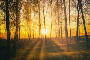 Sonnenuntergang oder Sonnenaufgang im ein Frühling Birke Wald mit hell jung Laub glühend im das Strahlen von das Sonne. Jahrgang Film ästhetisch. foto