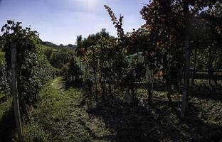 Landschaften der piemontesischen Langhe während der Ernte, mit den leuchtenden Farben des Herbstes