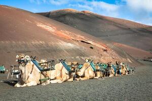 Wohnwagen von Kamele im das Wüste auf Lanzarote im das Kanarienvogel Inseln. Spanien foto