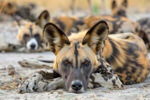 ai generiert wild Hunde foto