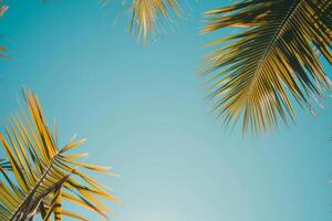 Sonnenlicht leuchtenden durch Palme Baum foto