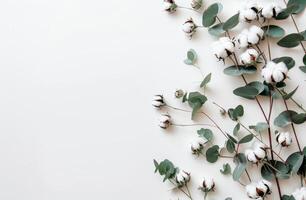 Baumwolle und Eukalyptus Blätter auf Weiß Hintergrund foto