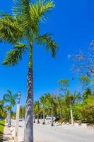 tropische Palme mit blauem Himmel Playa del Carmen Mexiko.