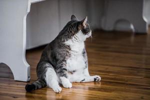 lustige fette katze, die in der küche sitzt foto