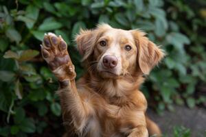 komisch Hund mit angehoben hoch Pfote zeigen hoch fünf Geste foto