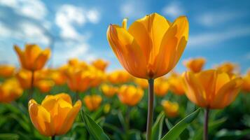 ai generiert beschwingt Gelb Blumen im Feld unter Blau Himmel foto