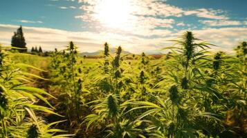 ai generiert üppig Cannabis Pflanzen im ein sonnig Feld. generativ ai foto