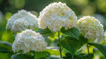 ai generiert Cluster von Weiß Blumen und Grün Blätter foto