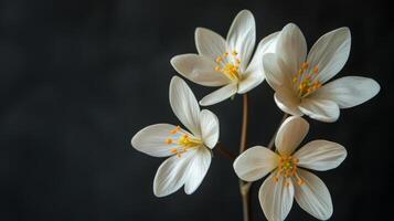 ai generiert Weiß Blumen im ein Vase foto