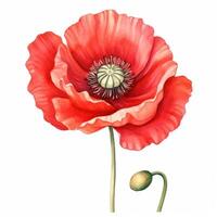 ai generiert schön Aquarell Mohn Blume isoliert foto