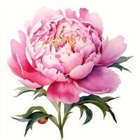 ai generiert Hand gezeichnet Aquarell Gemälde von Pfingstrose Blume foto