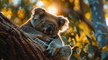 ai generiert Koala ruhen mit Augen geschlossen im Baum foto