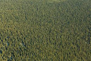 Sehr hoher Blick auf den borealen Fichtenwald in Kanada? foto
