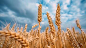 ai generiert Weizen Feld unter Blau Himmel mit Wolken foto